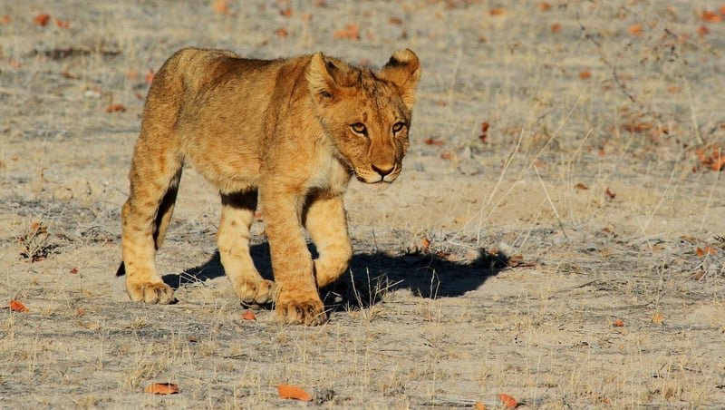 Lion Safari